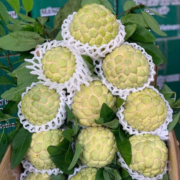 soursop