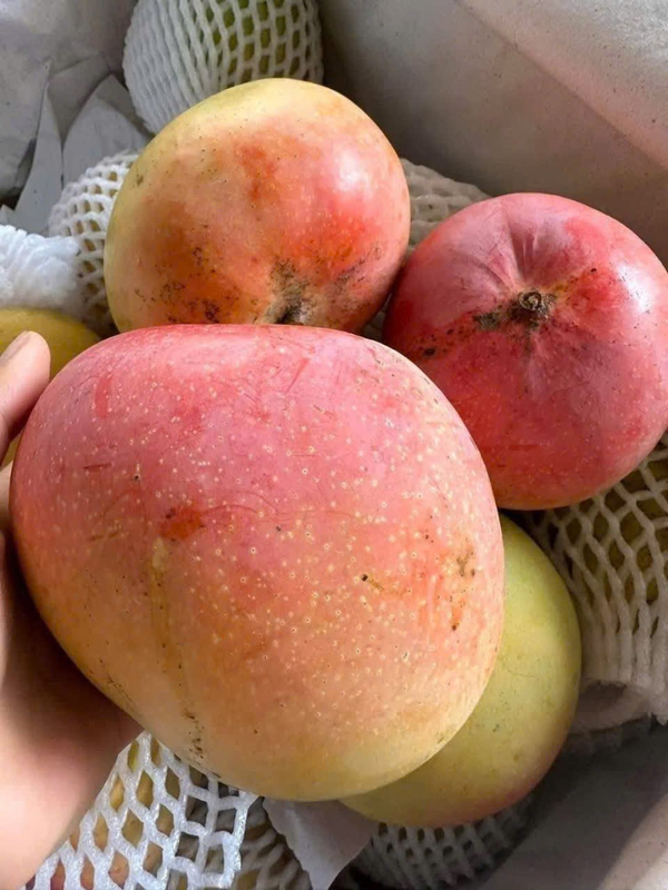 Австралийский Манго